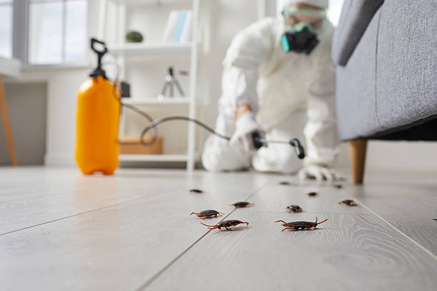 Commercial Rodent Management in Potomac